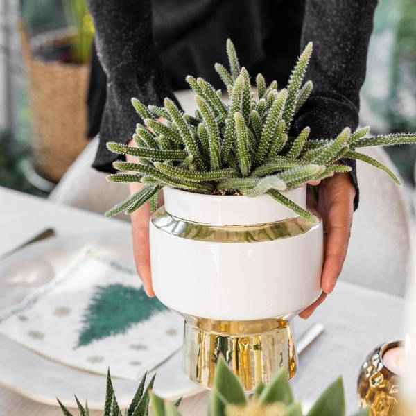 Image of Sukkulenten 2er – Set in eleganten Le Chic Keramiktöpfen – Ø9cm – Pflegeleichte Grünpflanzen – Weiß mit goldenen Details – Dekoratives Pflanzen-1