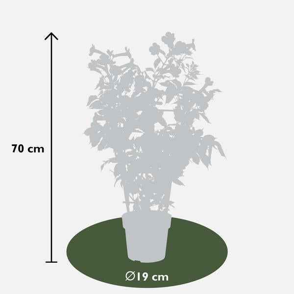 Image of Klettertrompete Gartenpflanze Ø15cm ↕65cm – winterharte Pflanze für Garten, Balkon, Terrasse, Kübel & Beet online kaufen-4