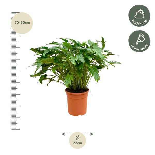 Image of Philodendron Xanadu – Baumfreund – ca. 80cm hoch – Ø27cm – Tropische Zimmerpflanze mit dekorativen Blättern