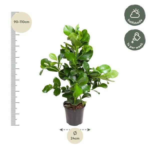 Image of Balsamapfel Zimmerpflanze Ø24cm ↕100cm – pflegeleichte Grünpflanze für Wohnzimmer, Büro & helle Standorte kaufen-2