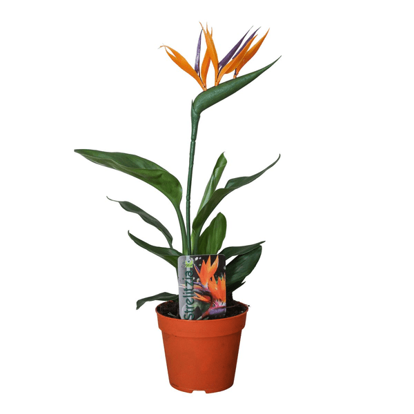 Image of Strelitzia Reginae – Paradiesvogelblume – Zimmerpflanze mit Kunstblüte – ↕35cm – Ø13cm – Exotische Pflanze für Wohnzimmer, Büro & Balkon-0