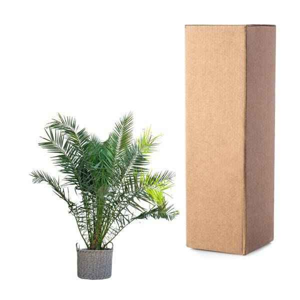Image of Phönix Canariensis Zimmerpflanze Ø50cm ↕300cm – tropische Grünpflanze für Wohnzimmer, Büro & helle Standorte kaufen-2