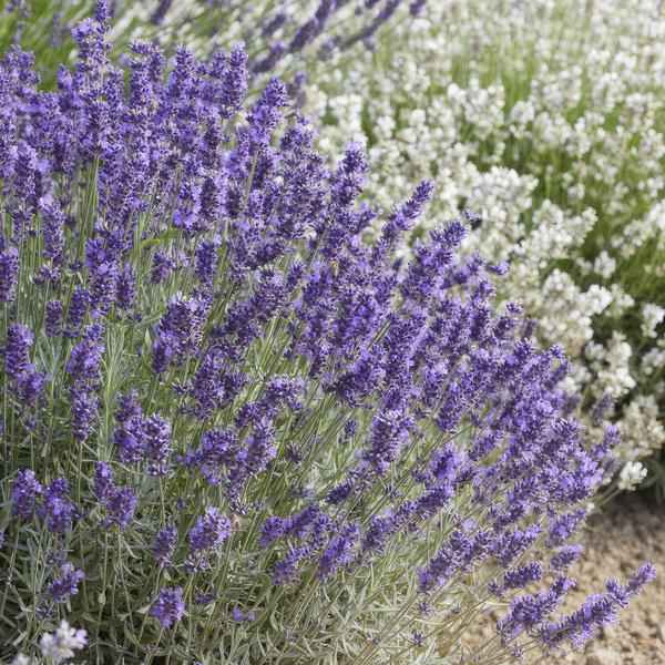Image of Lavender Lavandula 'Hidcote' – 6 Pflanzen – Reich blühender Lavendel – ↕10-25cm – Ø9cm – pflegeleicht & sonnig-1
