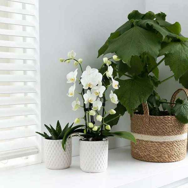 Image of Weiße Phalaenopsis-Orchidee Niagara Fall – Ø9cm – Blühende Zimmerpflanze – Luxuriöse, langlebige weiße Blüten – 35-40cm hoch-2