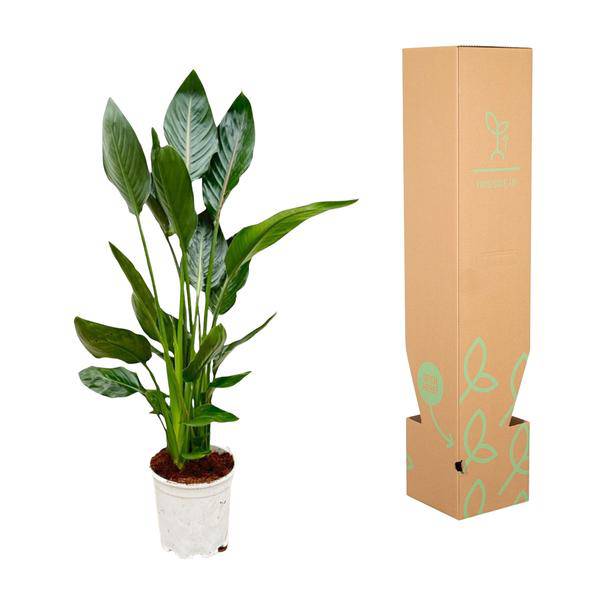 Image of Paradiesvogelblume Strelitzia Reginae – Zimmerpflanze – Ø21cm – Höhe ca. 120cm – Exotische Blüten – Für Innen & Außen – Pflegeleicht-2