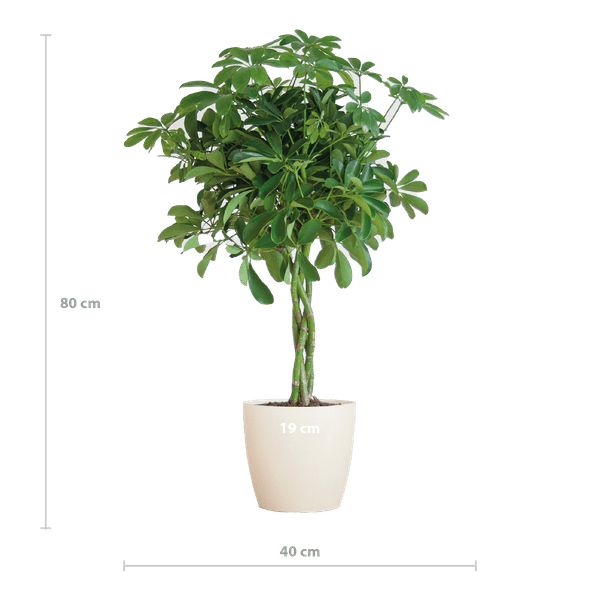 Image of Schefflera Arboricola Nora – Birkenfeige – Zimmerpflanze inkl. Übertopf – ↕70cm – Ø21cm – Handförmige Blätter – Pflegeleicht & dekorativ-1