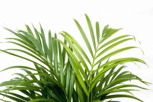 Image of Goldfruchtpalme – Dypsis Lutescens – Areca – Palme – Zimmerpflanze 150cm – Ø24cm – Tropische Grünpflanze mit eleganten Wedeln – Pflegeleicht