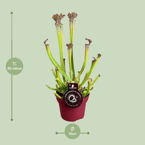 Image of Fleischfressende Pflanze – Sarracenia Farnhamii – Ø12cm – ↕40cm – Exotische Schlauchpflanze für Innenräume – Pflegeleichte Karnivore Zimmerpflanze-1