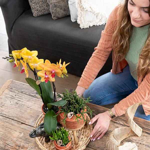 Image of Orchideen Überraschungsbox – 4 Pflanzen Ø9cm – Frische Phalaenopsis Orchideen direkt vom Züchter – Pflegeleichte Zimmerpflanzen-2