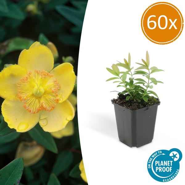 Image of Großkelchiges Johanniskraut Hypericum calycinum – Bodendecker – Ø9cm – ↕10-25cm – 60 Pflanzen – gelbe Blüten – pflegeleicht & sonnig-1