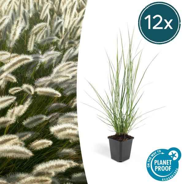 Image of Pennisetum alopecuroides 'Hameln' – 12 Pflanzen – Lampenputzergras – Ziergras – Pflegeleicht – Sonnig & Halbschatten – Cremefarbene Blüten