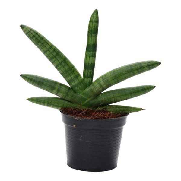 Image of Sansevieria Skyline – Bogenhanf – Zimmerpflanze – Höhe ca. 25cm – Ø10,5cm – Pflegeleichte Grünpflanze für Innenräume