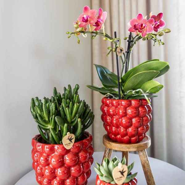 Image of Beeren – Topf Zimmerpflanze Ø9cm – pflegeleichte Grünpflanze für Wohnzimmer, Büro & helle Standorte kaufen-2