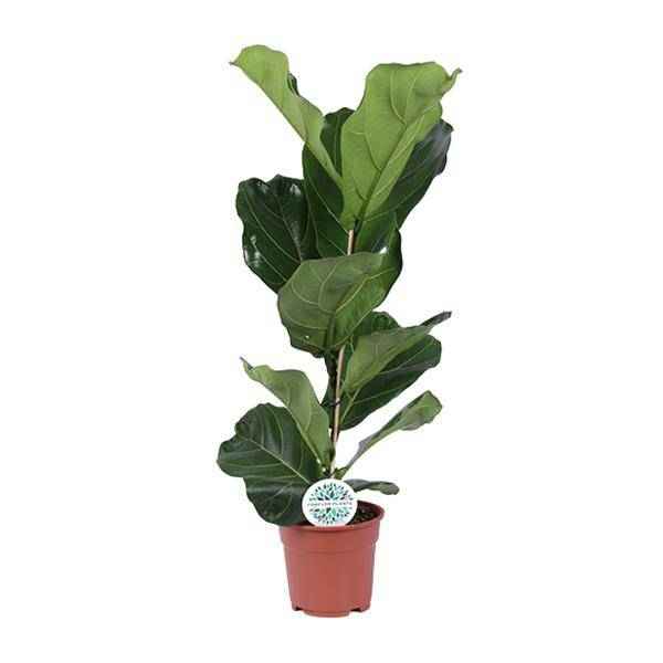 Image of Ficus lyrata – Geigen – Feige – Zimmerpflanze – Luftreinigend – Dekorativ – Ø17cm – Höhe ca. 60cm – Pflegeleicht – Wohnzimmerpflanze