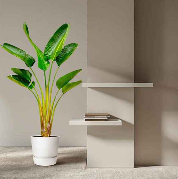 Image of Baum – Strelitzie – Strelitzia Augusta – ca. 160cm hoch – Ø24cm – Exotische Zimmerpflanze mit großen Blättern