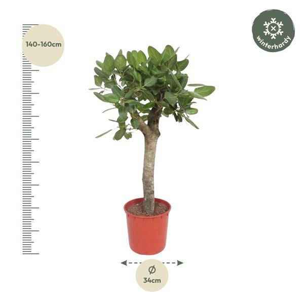 Image of Ficus Benghalensis – Banyan – Feige auf Stamm – ca. 150cm Höhe – Zimmerpflanze mit großen glänzenden Blättern – Topfgröße Ø34cm – Elegante Innenraum