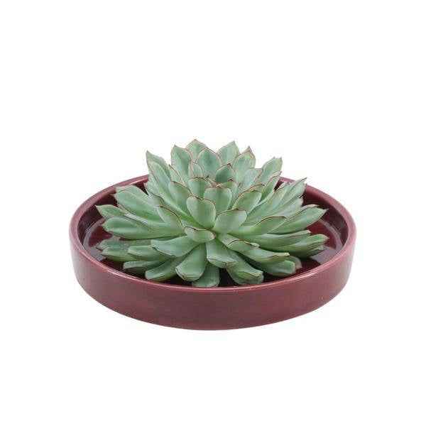 Image of Sukkulente Echeveria Pulidonis Rootless Zimmerpflanze Ø20cm ↕5cm – pflegeleichte Sukkulente für Wohnzimmer, Büro & helle Standorte kaufen-0