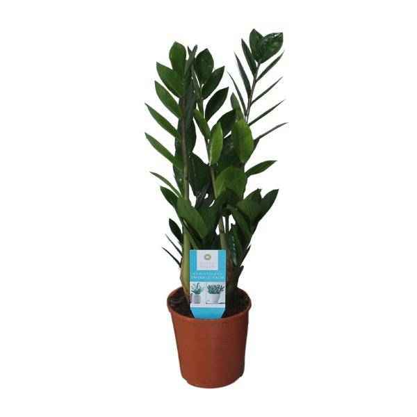 Image of Glücksfeder Zamioculcas Zamiifolia Zimmerpflanze Ø14cm ↕55cm – pflegeleichte Grünpflanze für Wohnzimmer, Büro & helle Standorte kaufen-0
