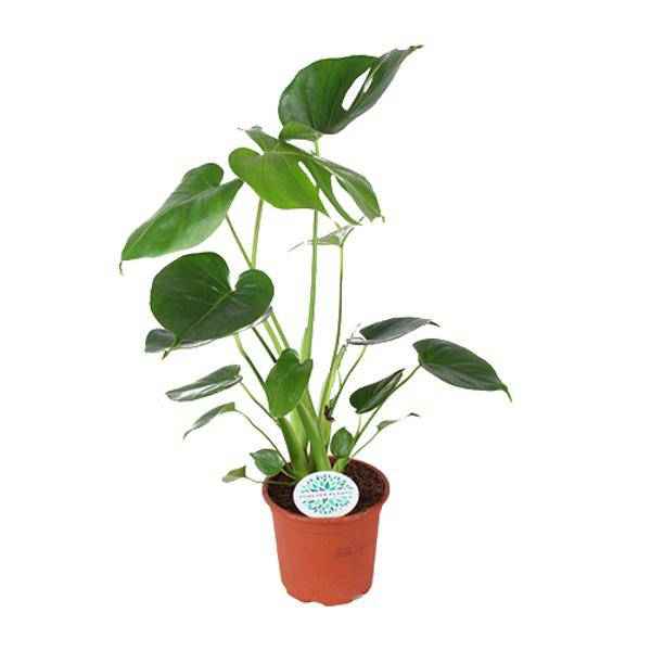 Image of Köstliches Fensterblatt Monstera Deliciosa Zimmerpflanze Ø14cm ↕45cm – pflegeleichte Grünpflanze für Wohnzimmer, Büro & helle Standorte kaufen-0
