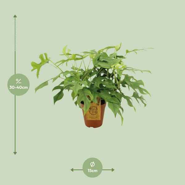 Image of Fensterblatt Monstera Minima – Zimmerpflanze – Ø15cm – 40cm hoch – Halbschatten – Pflegeleicht – Gefensterte Blätter-1