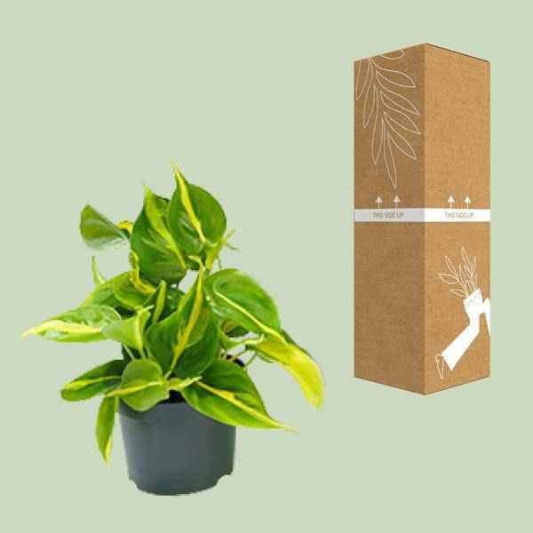 Image of Philodendron Scandens Brasil – Zimmerpflanze – Ø12cm – Höhe ca. 20cm – Glänzende Blätter – Pflegeleicht & Halbschatten – Liebhaber-2