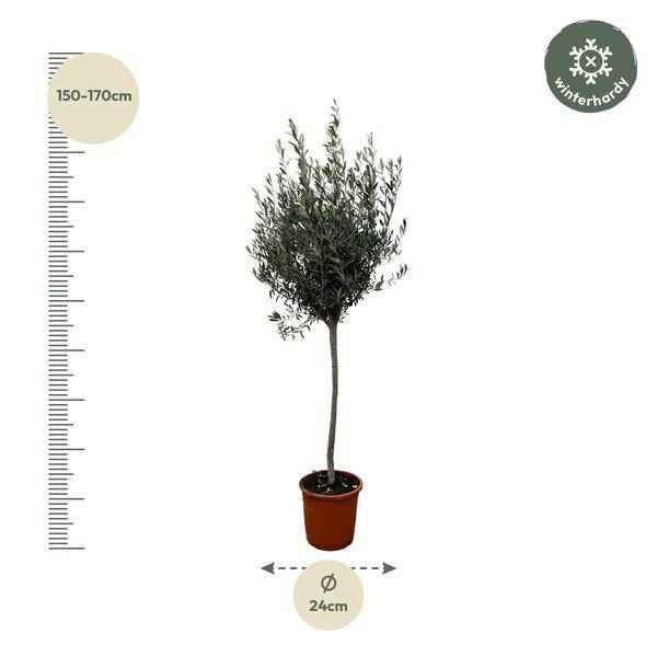 Image of Olivenbaum Gartenpflanze Ø24cm ↕160cm – Pflanze für Garten, Balkon, Terrasse, Kübel & Beet online kaufen