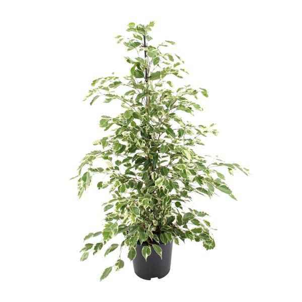Image of Bikrenfeige Ficus benjamina 'Twilight' – Zimmerpflanze – ca. 95cm Höhe – Eleganter, grüner Blickfang für helle Innenräume