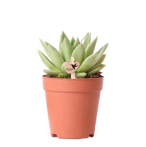 Image of Sukkulente Echeveria Miranda – Grüne Zimmerpflanze – Rosettenform – Ø9cm – Pflegeleicht & Dekorativ