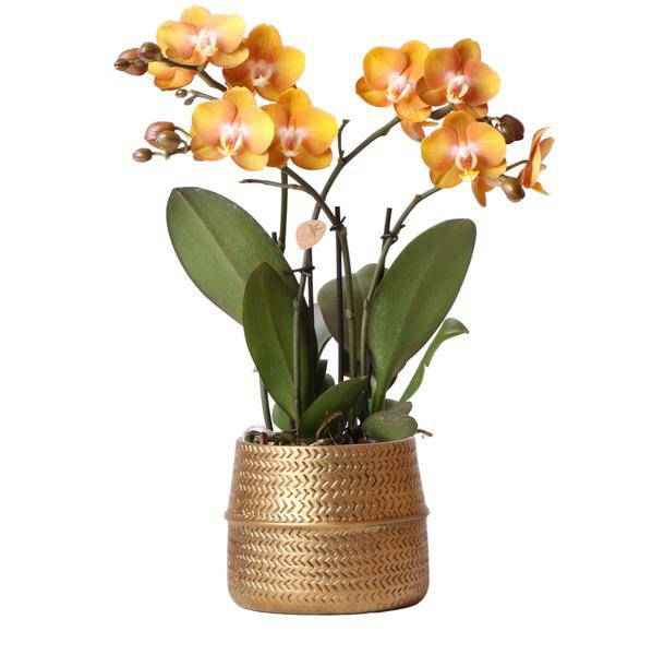 Image of Phalaenopsis Orchidee Las Vegas Zimmerpflanze Ø12cm – blühende Orchidee für Wohnzimmer, Büro & helle Standorte kaufen