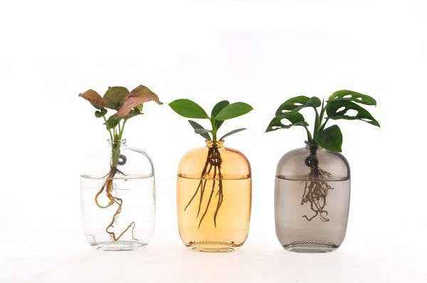 Image of Zimmerpflanzen Mix im Santiago Glas – Hydroponie Wanddeko – 3 Pflanzen – Ø7cm – Höhe ca. 10cm-0