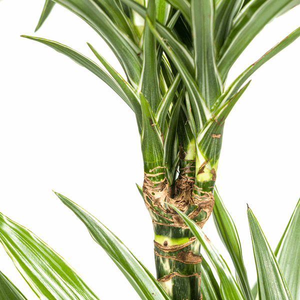 Image of Dracaena Deremensis White Stripe – Drachenbaum – Ø19cm – ↕70-90cm – Elegante Zimmerpflanze mit weißen Blattstreifen – Pflegeleicht & luftreinigend-3