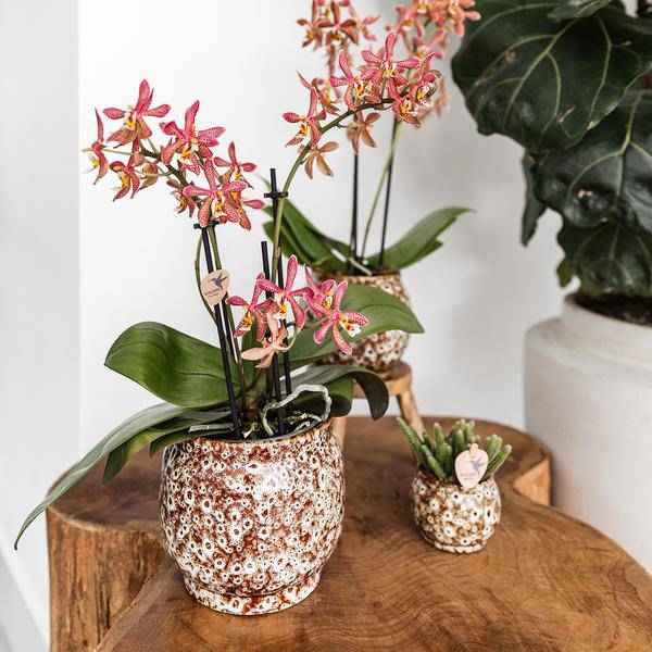 Image of Safari Topf – Dekorativer Keramiktopf – Handgefertigter Blumentopf – Stilvolles Pflanzgefäß für Zimmerpflanzen – Ø12cm-2