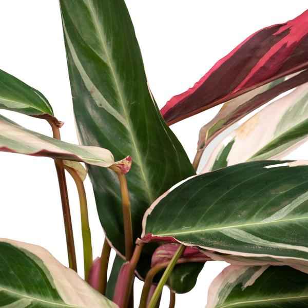 Image of Calathea Triostar – Ø17cm H60cm – Tropische Zimmerpflanze mit rosa – grün – weißem Blattmuster – Pflegeleicht – Für indirektes Licht – Luftreinigend-2