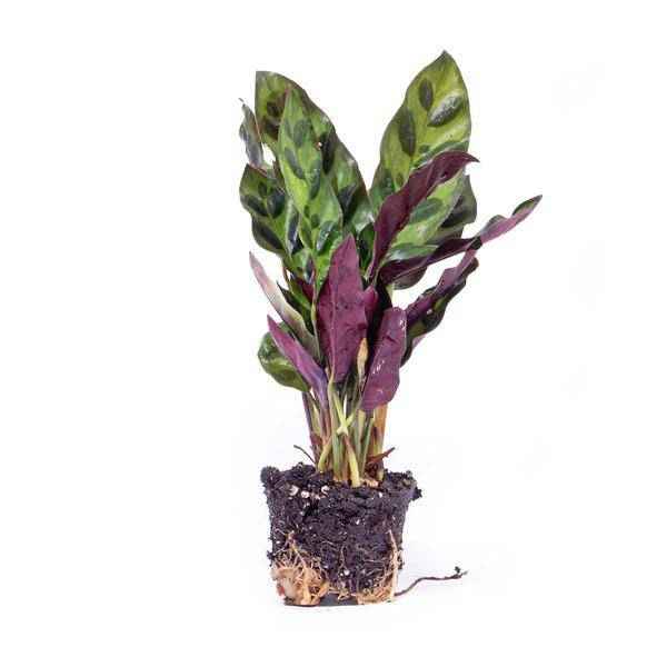 Image of Pfauenpflanze Calathea Lancifolia Zimmerpflanze Ø6cm – pflegeleichte Grünpflanze für Wohnzimmer, Büro & helle Standorte kaufen-3