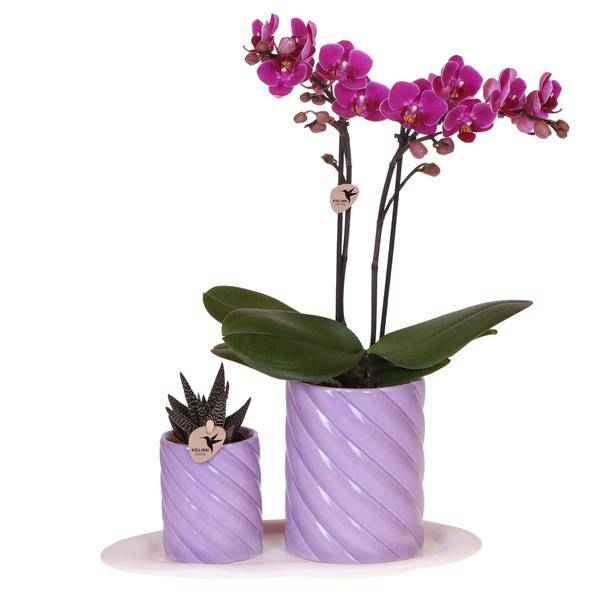 Image of Phalaenopsis Orchidee Orange + grüne Pflanze im Geschenkset – Candy Zierpflanzentöpfe auf weißem Tablett – Zimmerpflanzen – Fröhlich & modern-0