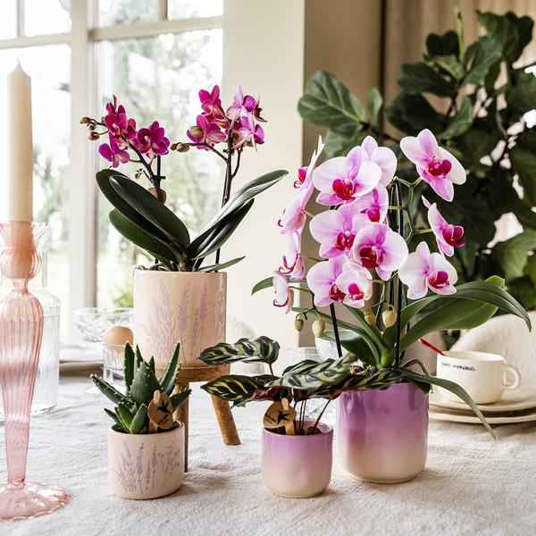 Image of Gradience Übertopf Rosa – Ø9cm – Keramik – Blumentopf mit Farbverlauf – Glänzender Übertopf für Orchideen, Zimmerpflanzen & Sukkulenten-4