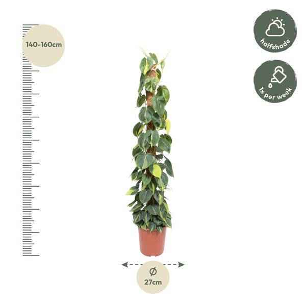 Image of Baumfreund – Philodendron Scandens Brasil 150cm – Ø27cm – Kletterpflanze mit Moosstock – Herzförmige Blätter-1