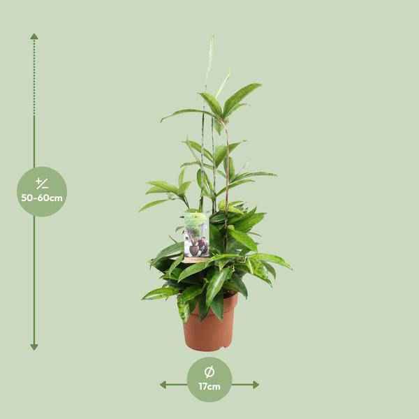 Image of Drachenbaum Dracaena Surculosa Zimmerpflanze Ø17cm ↕55cm – pflegeleichte Grünpflanze für Wohnzimmer, Büro & helle Standorte kaufen