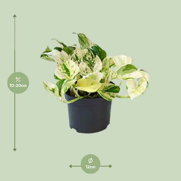 Image of Weiß – bunte Efeutute – Epipremnum 'Happy Leaf' – Ø12cm x H15cm – Panaschierte Zimmerpflanze – Pflegeleicht – Für Halbschatten – Im Pflanztopf