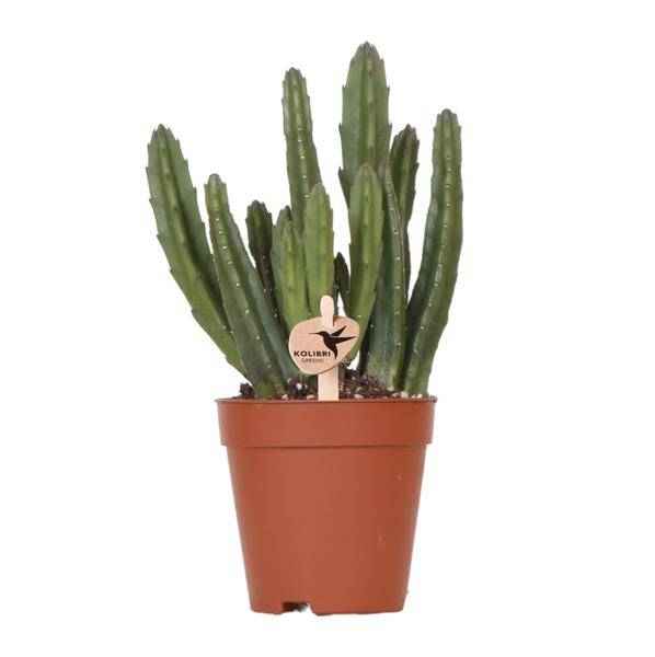 Image of Stapelia Zimmerpflanze Ø9cm – pflegeleichte Sukkulente für Wohnzimmer, Büro & helle Standorte kaufen-0