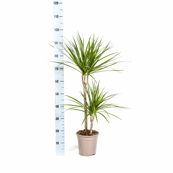 Image of Dracaena Marginata Green – Drachenbaum – Ø19cm – ↕70-90cm – Schlanke Zimmerpflanze mit dunkelgrünen Blättern – Pflegeleicht & luftreinigend-2