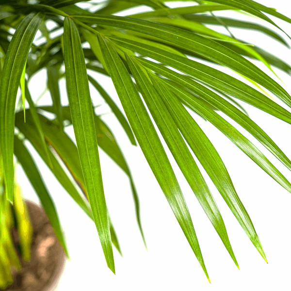 Image of Dypsis Areca Lutescens – Goldpalme Ø21cm – Höhe 100-120cm – Luftreinigende Zimmerpflanze mit federartigen Blättern – Tropische Areca-2