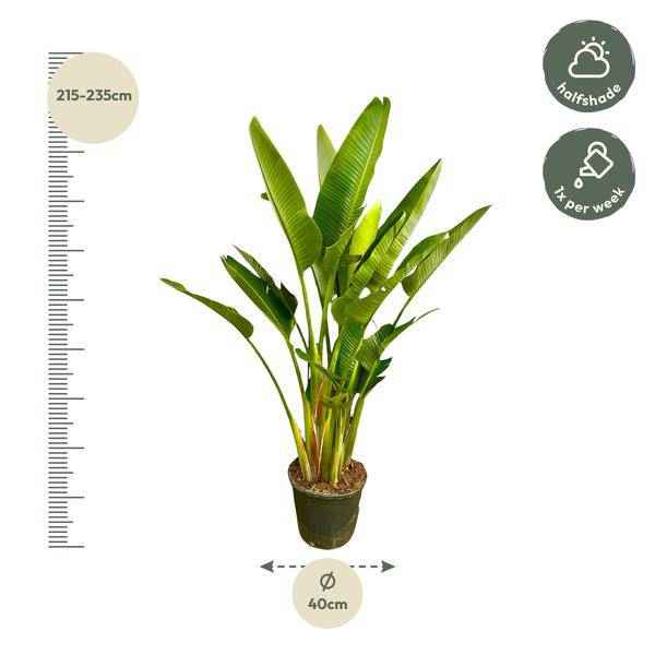 Image of Baum – Strelitzie – Strelitzia Augusta mehrstämmig XXL – 225cm – Ø40cm – Weißer Paradiesvogel-2