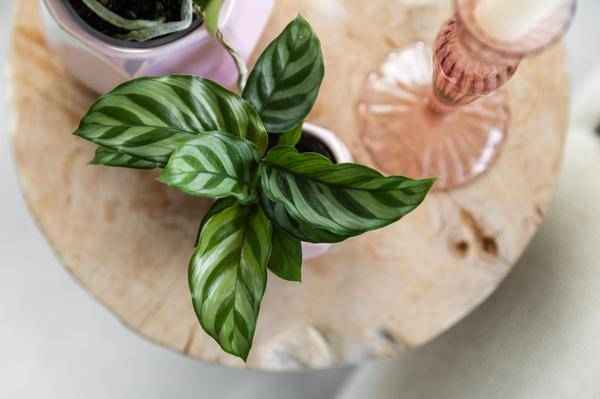 Image of Korbmarante – Calathea – Zimmerpflanze – Ø9cm – Dekopflanze mit auffälligem Blattmuster – Pflegeleichte luftreinigende Pflanze für Wohnzimmer & Büro
