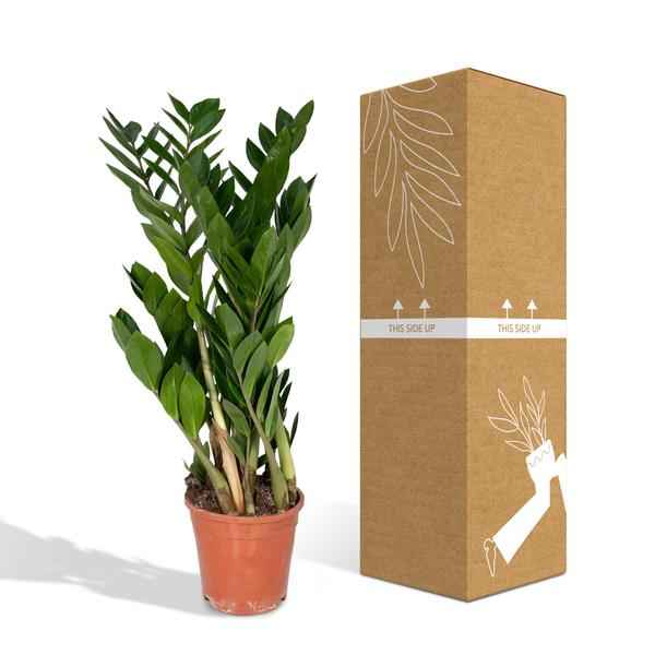 Image of Glücksfeder Zamioculcas Zamiifolia Zimmerpflanze Ø17cm ↕70cm – pflegeleichte Grünpflanze für Wohnzimmer, Büro & helle Standorte kaufen