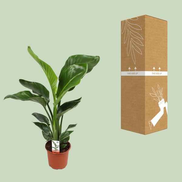 Image of Baum – Strelitzie Strelitzia Nicolai – Zimmerpflanze Ø17cm ↕70cm – exotische Paradiesvogelblume mit tropischem Flair für Wohnzimmer Büro
