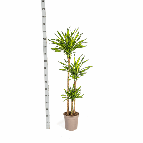 Image of Dracaena deremensis Rikki Drachenbaum 130-150cm 24cm Zimmerpflanze pflegeleicht grüne Blattpflanze für Wohnzimmer Büro Flur moderne große Grünpflanze-4