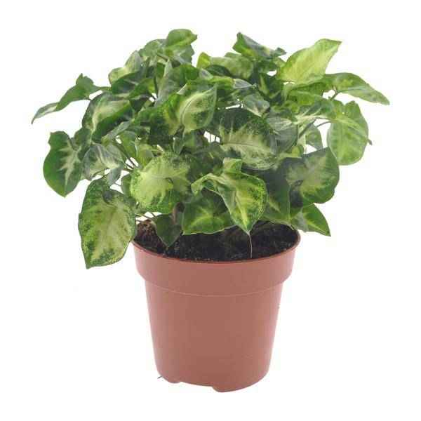 Image of Purpurtute Syngonium Pixie Zimmerpflanze Ø12cm ↕20cm – pflegeleichte Grünpflanze für Wohnzimmer, Büro & helle Standorte kaufen-0