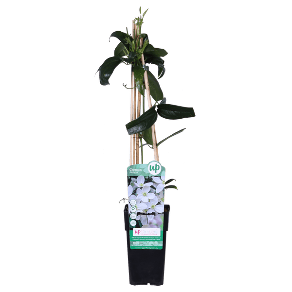 Image of Armands Waldrebe – Clematis armandii – Immergrüne Clematis Weiß – Ø15cm – ca. 65cm hoch-0