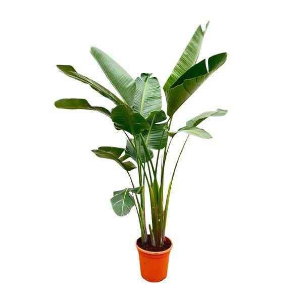 Image of Strelitzia Augusta – Baum – Strelitzie XXL – Weißer Paradiesvogel – 250cm hoch – Ø38cm – Zimmerpflanze mit großen Fächerblättern